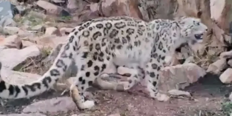 Іле Алатауында барыстар видеоға түсіп қалды