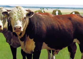 Қытайдың Қазақстан мен Ресей шекарасына жақын тұсында мал індетке шалдықты