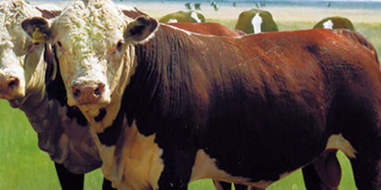 Қытайдың Қазақстан мен Ресей шекарасына жақын тұсында мал індетке шалдықты